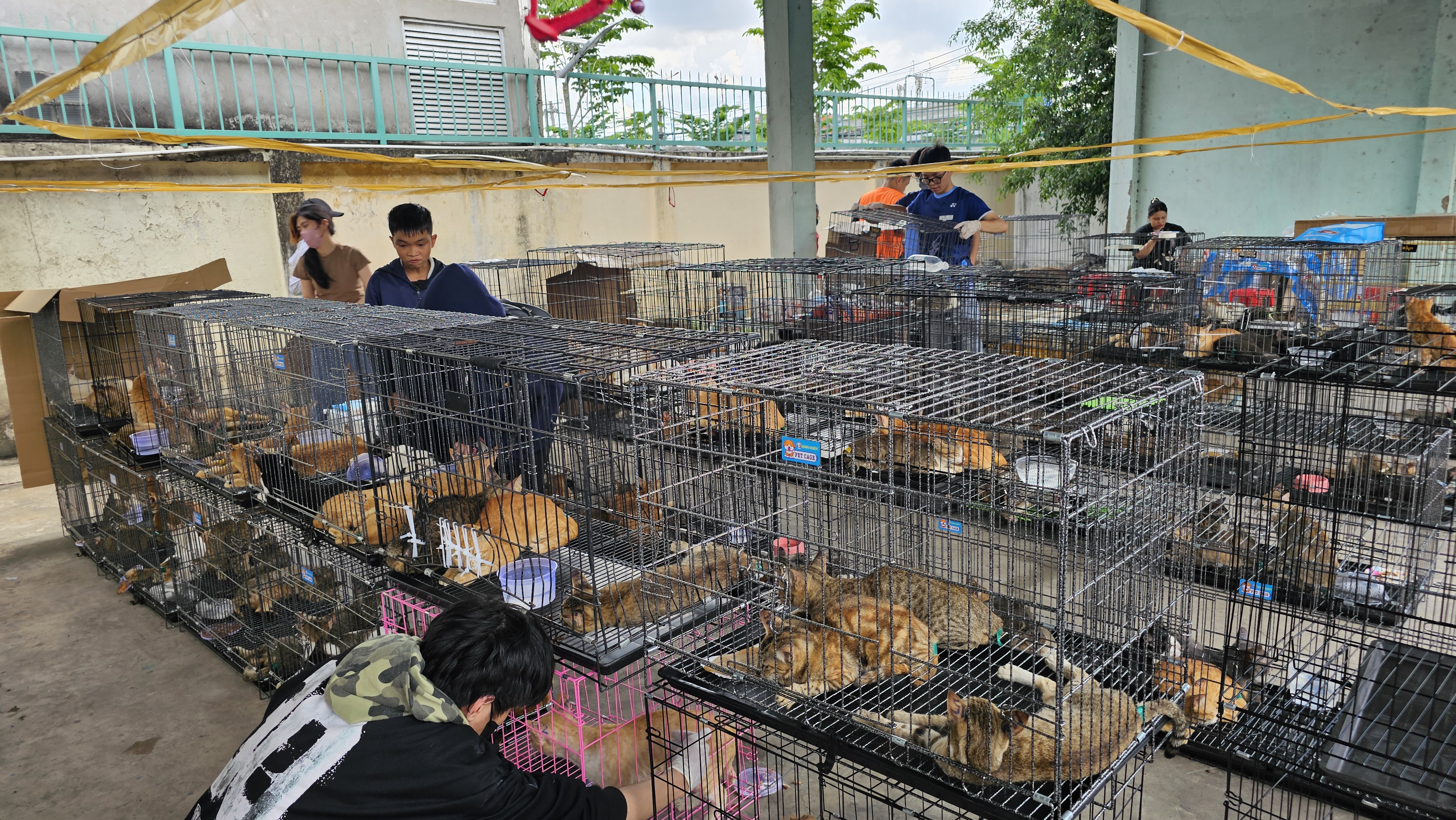 Hundreds of cats seized by police in Ho Chi Minh City in June 2026. Hundreds of cats seized by police in Ho Chi Minh City in June 2026.